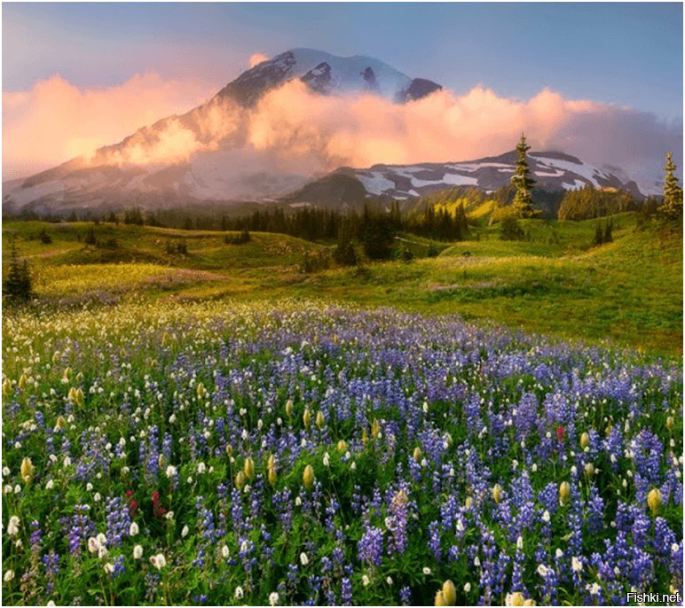 Горы и цветы