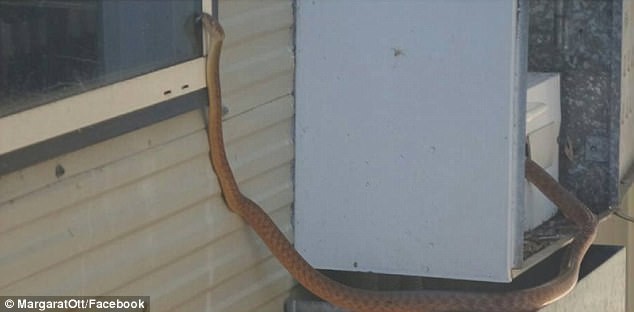 Змееловы вытаскивают десятки опасных змей из домов австралийцев после циклона
