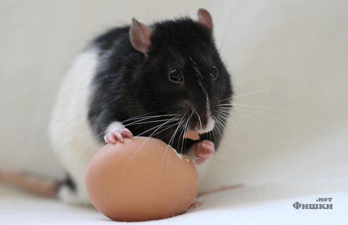 4 апреля - всемирный день крысы!