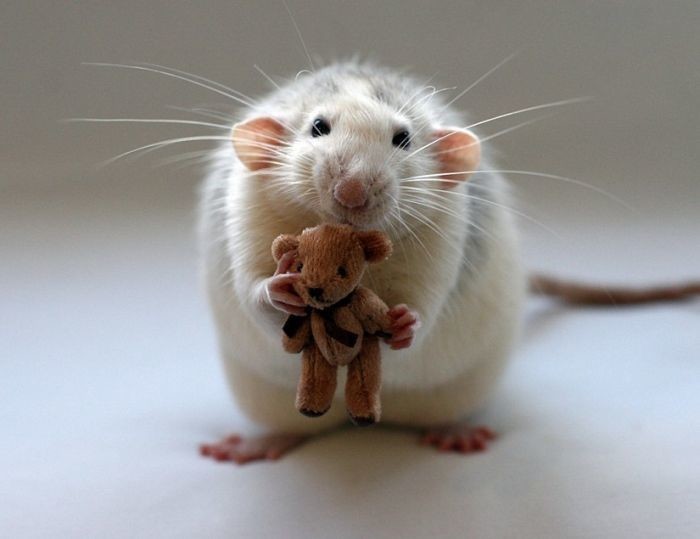 4 апреля - всемирный день крысы!