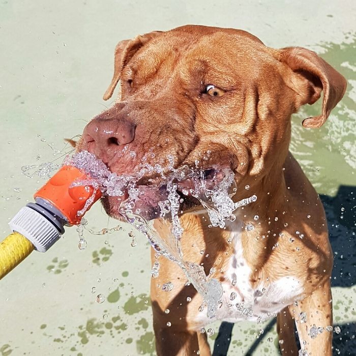 Она просто обожает воду