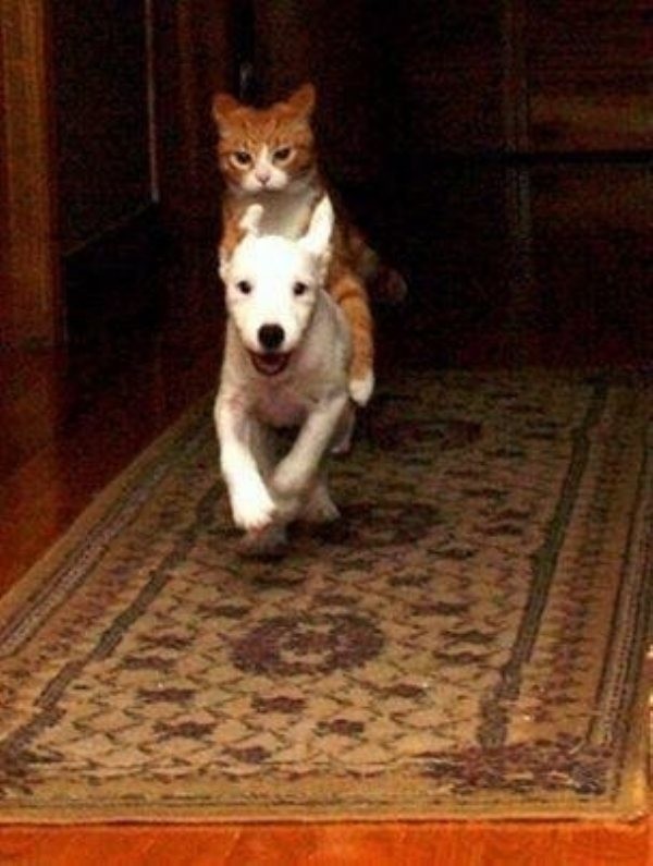 Кошка верхом на собаке