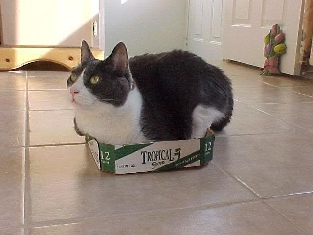 Котики любят коробки