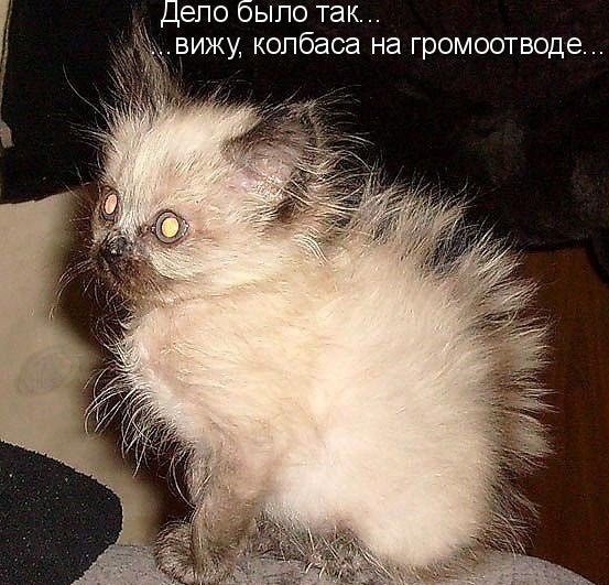 Прикольные котейки