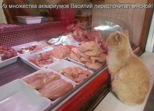 Прикольные котейки