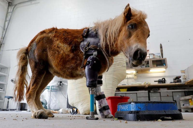 Свою карьеру Деррик Кампана начинал с изготовления бионических протезов для людей, но потом понял, что его призвание - помогать животным 