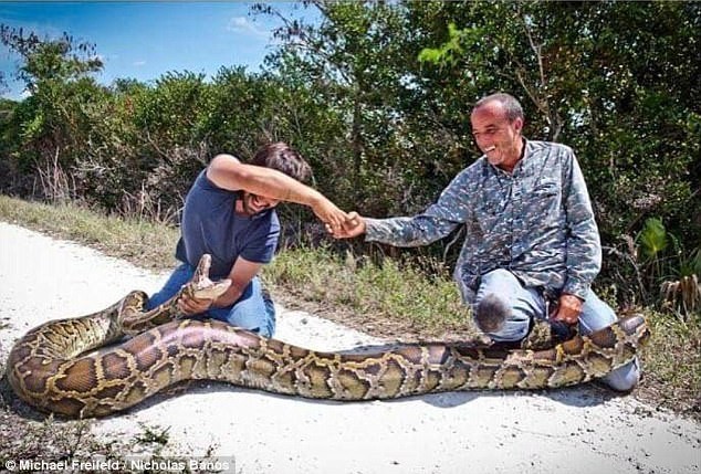 Охотники на змей поймали во Флориде пятиметрового питона!