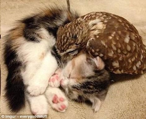 Трогательные примеры дружбы между такими разными животными