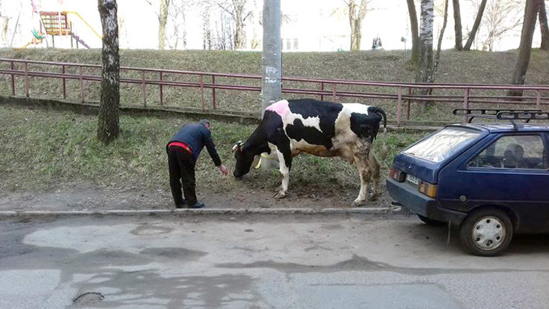В Минске из грузовика на ходу выпала корова