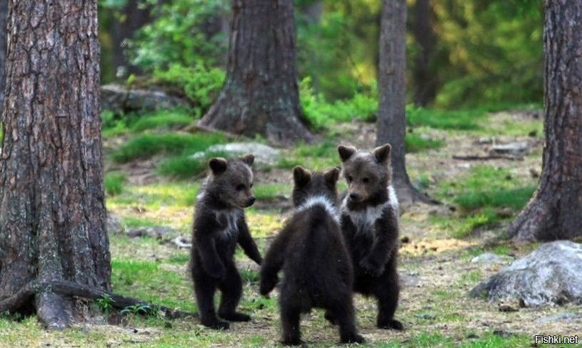 Медвежьи терки
