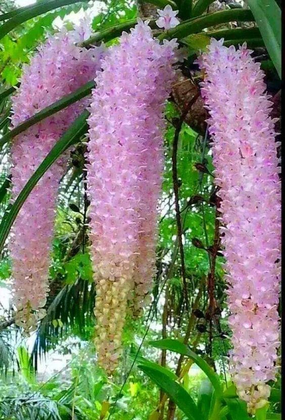 Орхидея (Orquideas Salvadoreñas Una belleza)