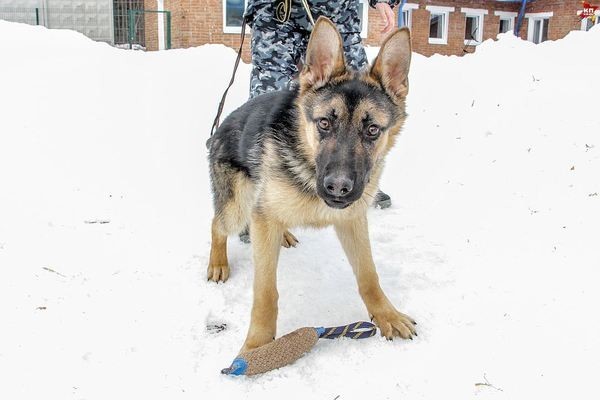 Первый рабочий день полицейских щенков в Перми