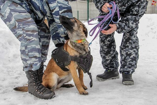 Первый рабочий день полицейских щенков в Перми