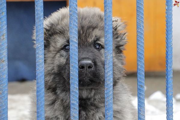 Первый рабочий день полицейских щенков в Перми