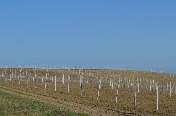 В республике Дагестан активно ведутся работы по закладке новых виноградников