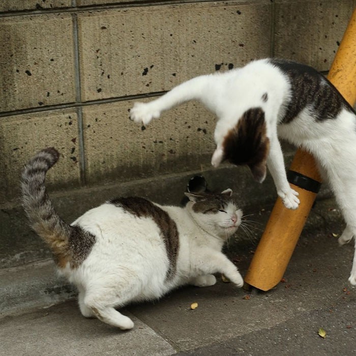 Японский фотограф снимает многоликих бездомных котов на улицах Токио