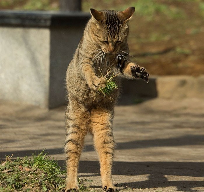 Японский фотограф снимает многоликих бездомных котов на улицах Токио