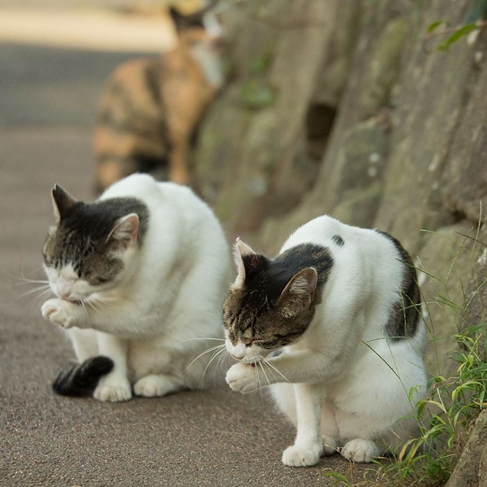 Японский фотограф снимает многоликих бездомных котов на улицах Токио