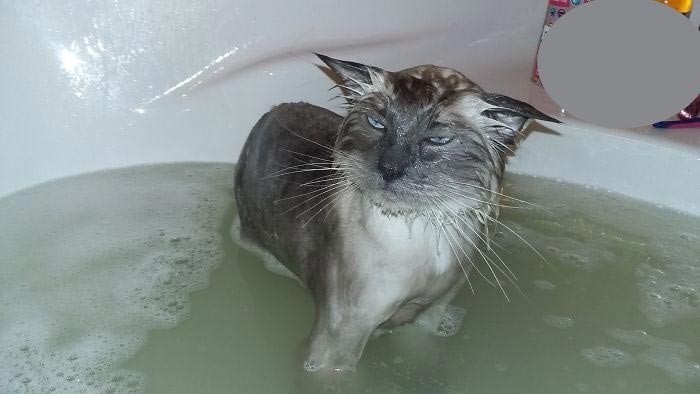 Фото смешных животных принимающих ванну, которые уже стали продумывать план мести
