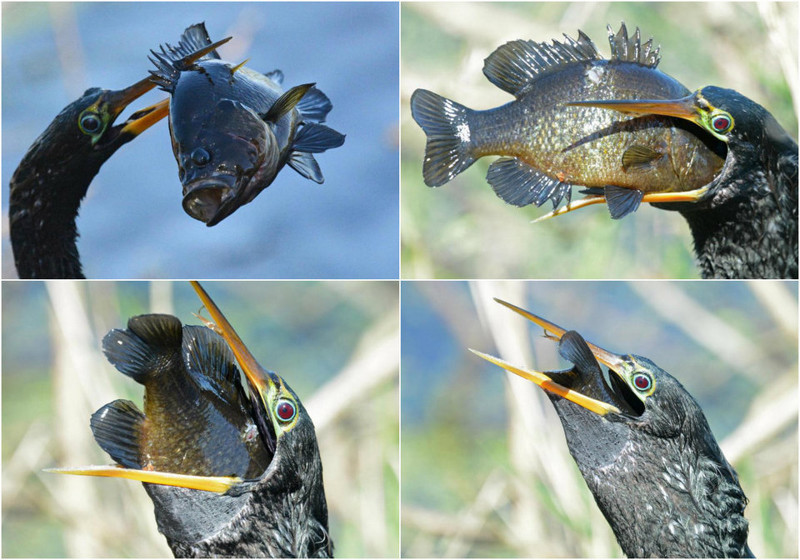 Жадная птица проглотила рыбу, которая в три раза больше его головы