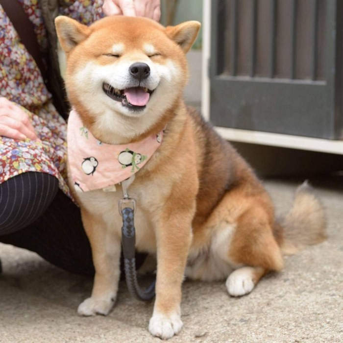 Знакомьтесь, Рюдзи, японский пес породы сиба-ину с самой выразительной мимикой