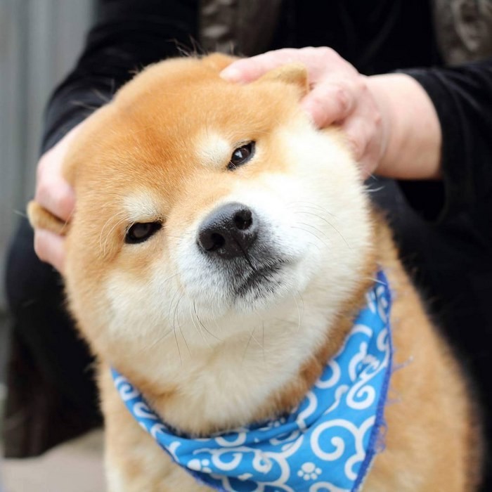 Знакомьтесь, Рюдзи, японский пес породы сиба-ину с самой выразительной мимикой