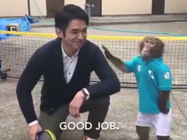 Японская макака - новая звезда мирового тенниса!