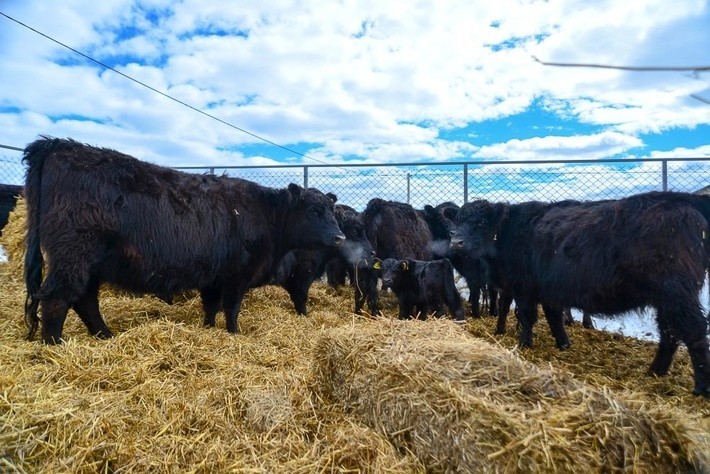 В Алтайском крае начинает работу новый животноводческий комплекс «Альпийские луга»