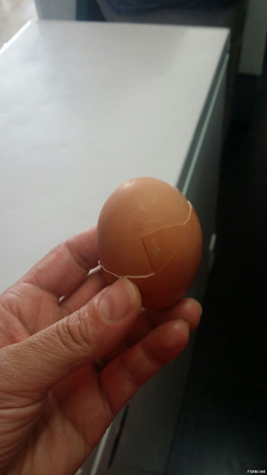 Бронированное яйцо