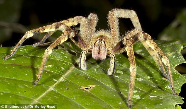 Пришелец из кошмаров: Ужасающий паук размером с кулак с красными клыками найден в мексиканской пещере