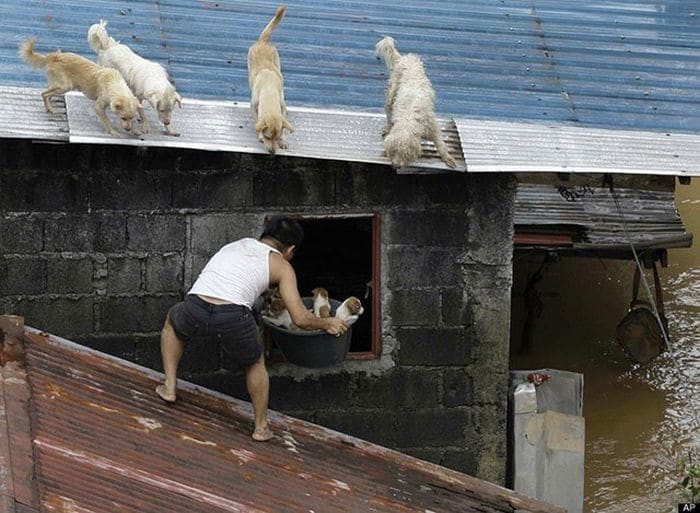 14. Человек, который спас четырех щенков от внезапного наводнения на Филиппинах.