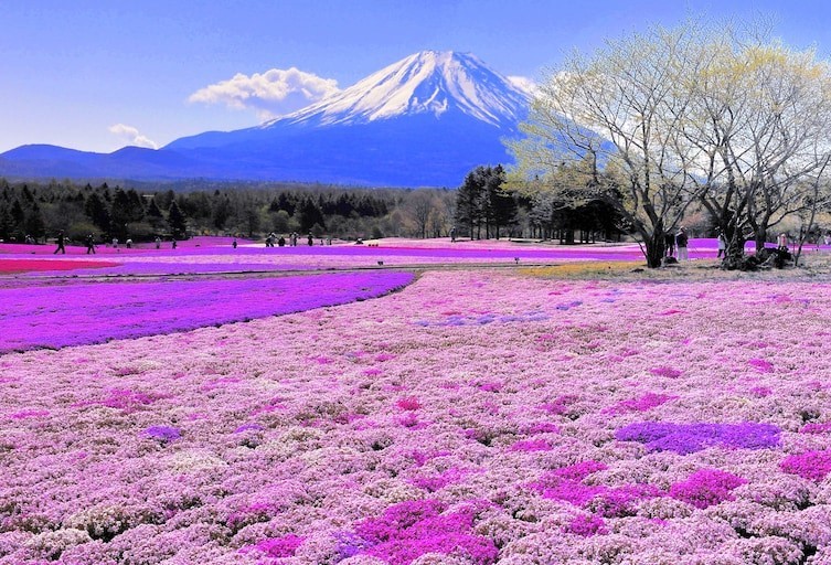 15. Фотография горы Фудзияма весной.