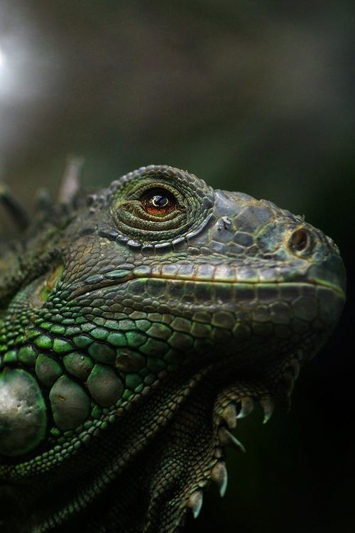 Игуана самая быстрая ящерица - скорость перемещения по суше – 34,9 км/ч – зарегистрирована у черной игуаны (Ctenosaura), обитающей в Коста-Рике.