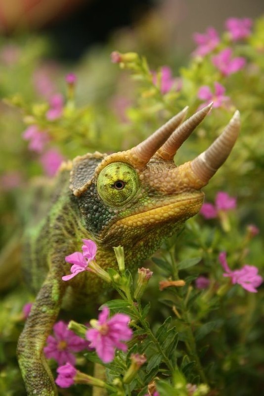 Хамелеон - в высшей степени уникальная рептилия. Его пальчики соединены перепонкой, у него чрезвычайно цепкий хвост, а отношение к происходящему он демонстрирует, изменяя цвет, похожие на бинокль глазные яблоки двигаются независимо друг от друга.