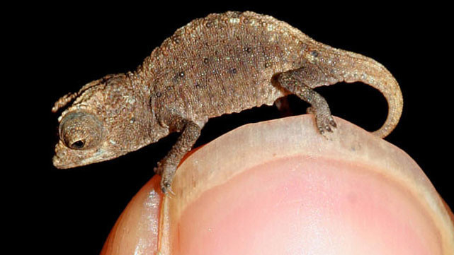 Необычный даже среди хамелеонов - Брукезия малая (Brookesia minima) или карликовый листовой хамелеон. Он, без сомнения, является одной из самых маленьких рептилий, известных человеку.