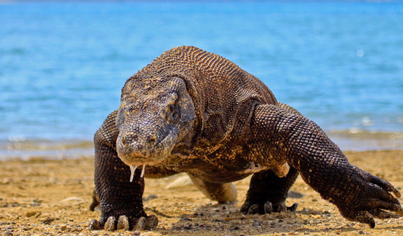 Коммодский варан. Дракон острова Комодо - самая большая плотоядная ящерица из всех существующих, достигает почти трех метров в длину. Основная пища варана - гниющее мясо и гниет оно как раз благодаря варану, точнее его укусу.