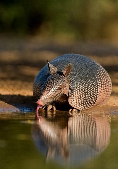 Броненосцы могут ходить под водой. Они имеют очень низкую потребность в кислороде и могут задерживать дыхание в течение 6 минут, сохраняя воздух в трахее и бронхах.  