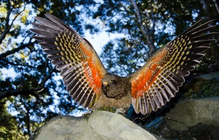 Удивительные попугаи КЕА