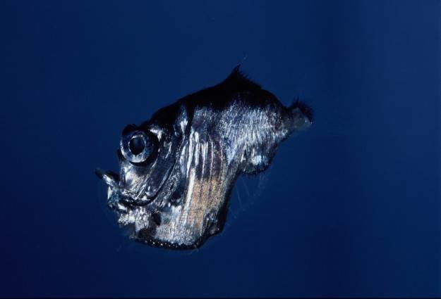 Глубоководная рыба-топорик