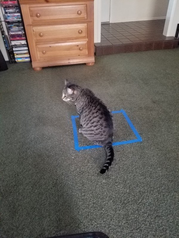 Кот в квадрате 