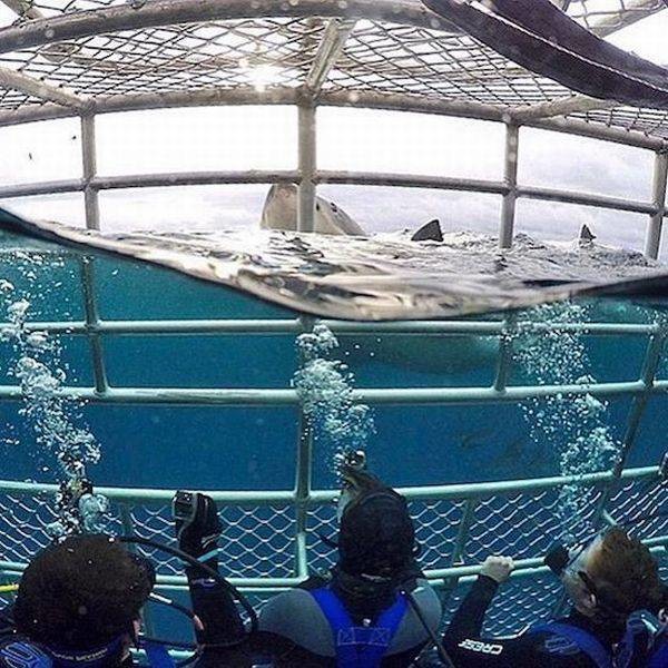 Встреча с акулой 