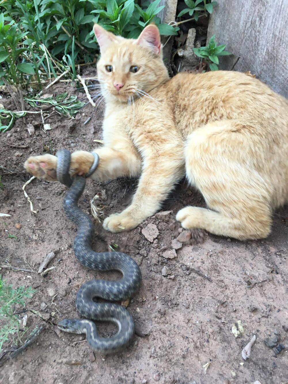 Кот и змея 