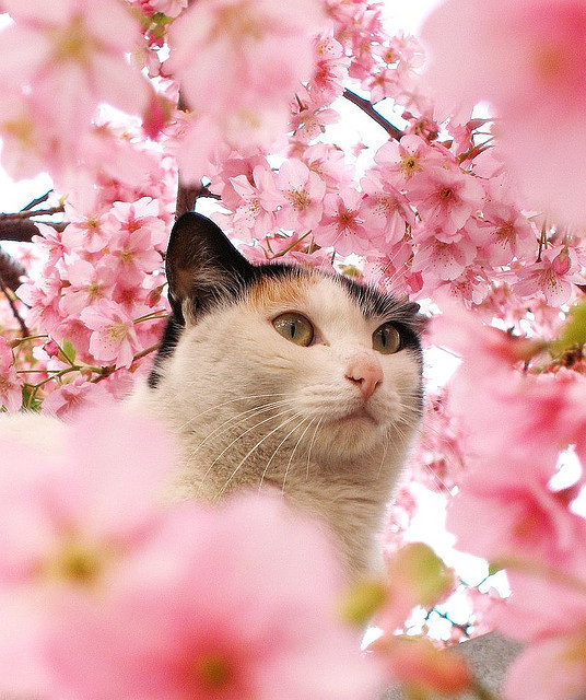 Весна + котэ