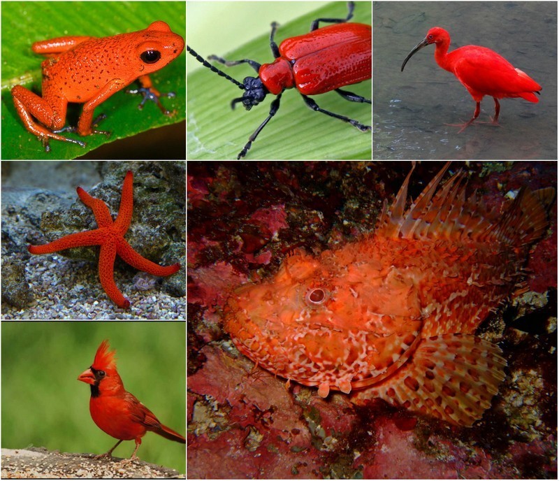 Удивительные красные животные