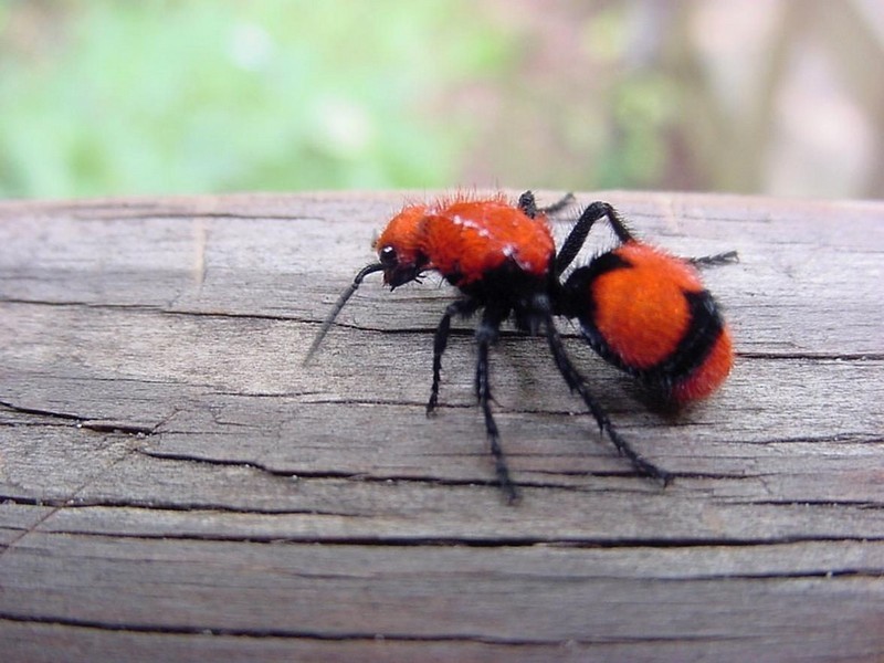 12. Красный бархатный муравей
