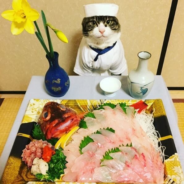 От имени кота Маро его хозяйка публикует посты о японской культуре и традиционных блюдах