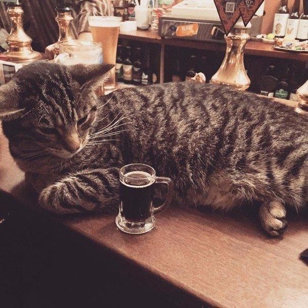 Этот британский паб — рай для любителей пива и кошек