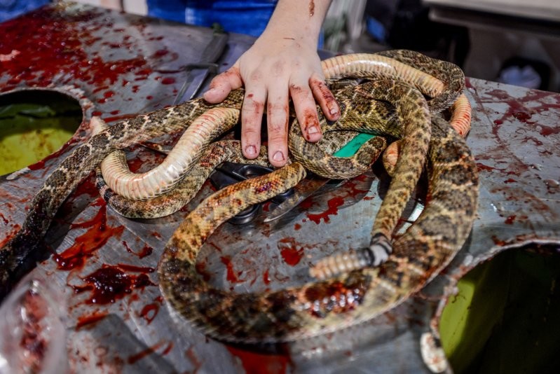Фестиваль гремучих змей в Техасе