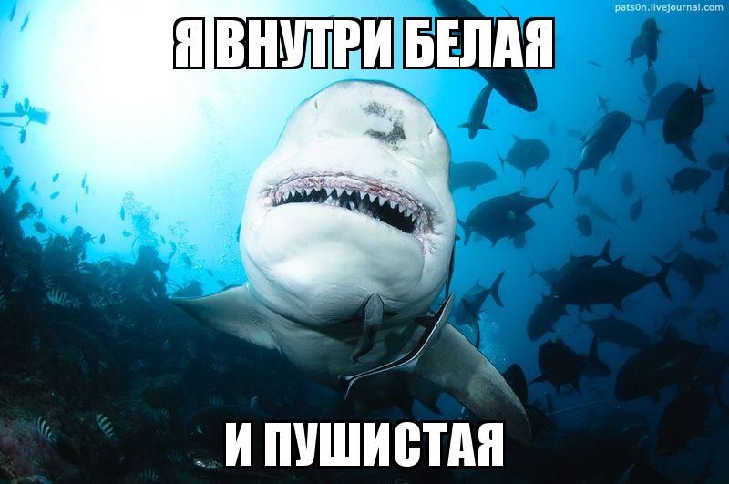акулы рождаются каннибалами