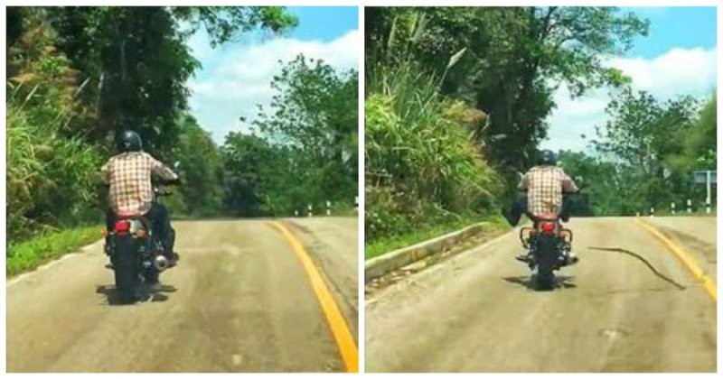 В Таиланде змея напала на ехавшего по дороге мотоциклиста